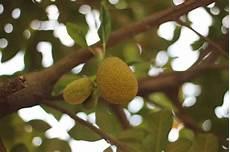 菠萝蜜爱如潮水app