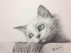 简单猫的绘画图片
