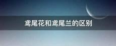 鸢鸢相报完整版