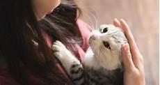 猫尾巴脱臼表现