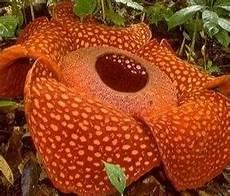 食人花真的会吃人