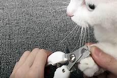 猫咪剪指甲的正确位置