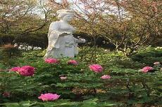 牡丹仙子的来历
